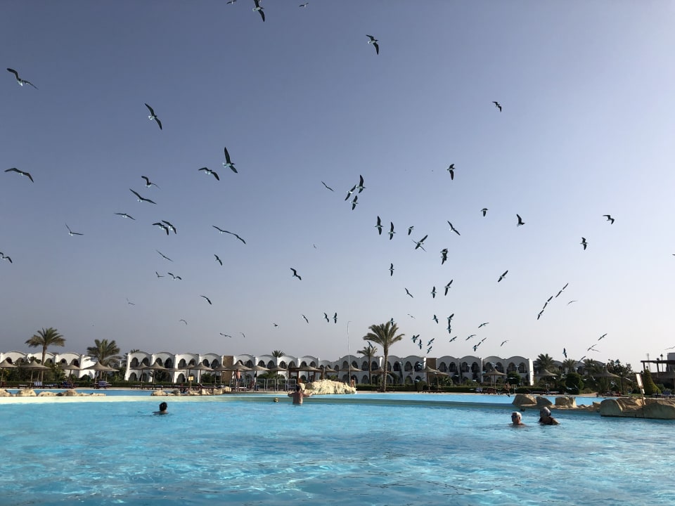 Pool Hotel Gorgonia Beach Resort