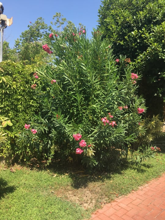 Gartenanlage Sunis Elita Beach Resort & Spa