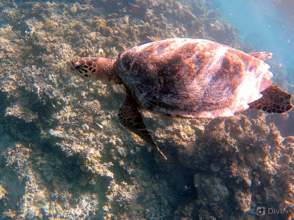 Sport & Freizeit Eri Maldives