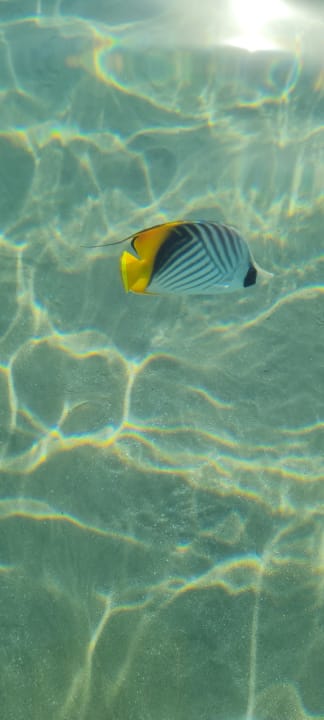 Strand Makadi Spa - Adults only