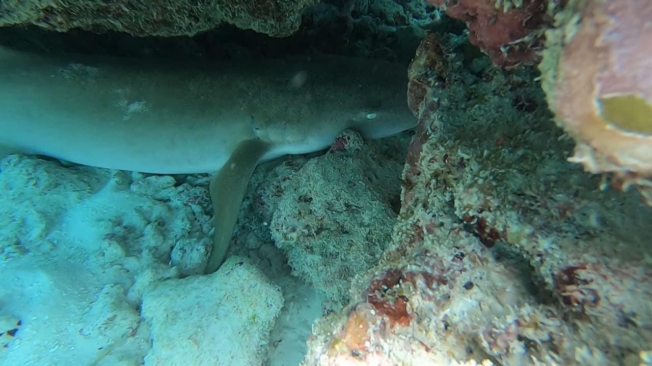 Sport & Freizeit NH Collection Maldives Reethi Resort