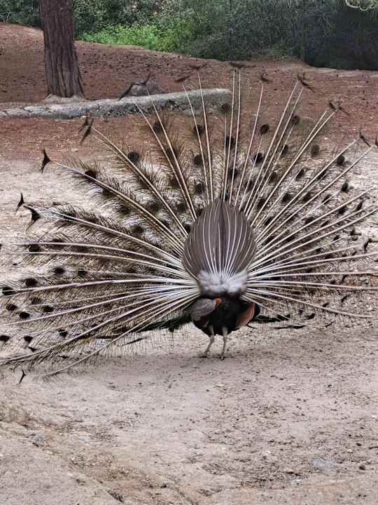 Gartenanlage Grand Blue Beach Hotel