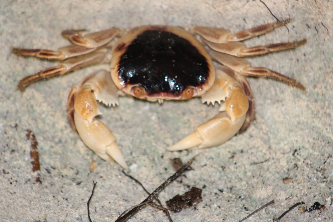 Hauskrabbe Kuramathi Maldives