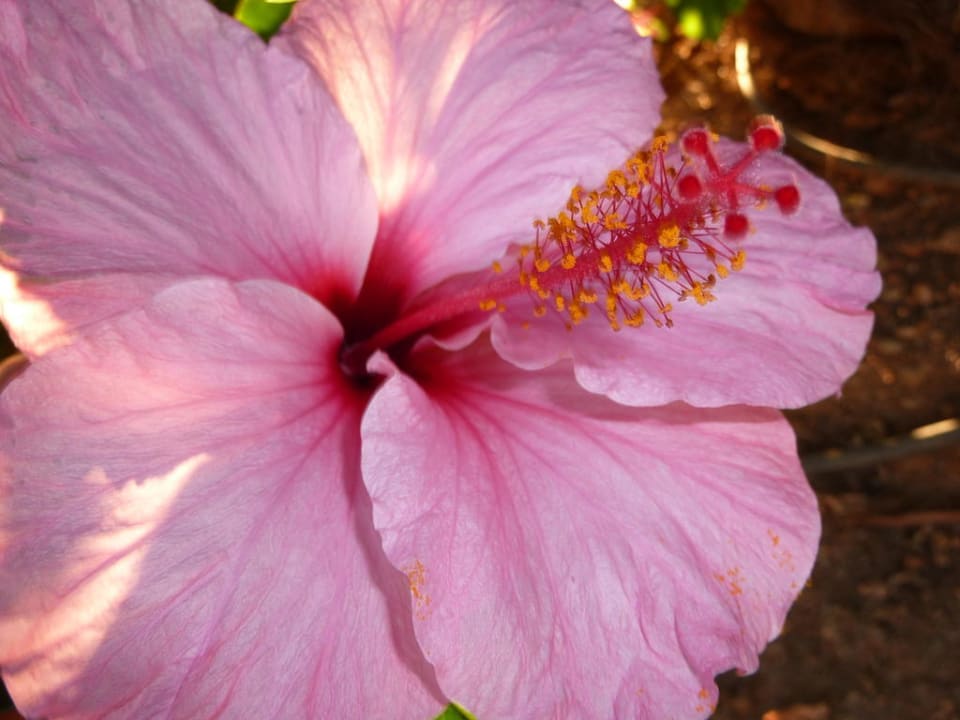 Schöne Hibiskusblüten FERGUS Style Bahamas