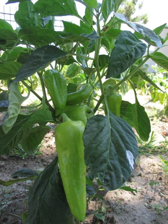 Gartenanlage Hotel Artemis