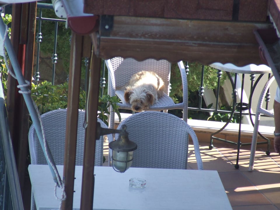 Auch mit Wachhund Ariadne Apartments