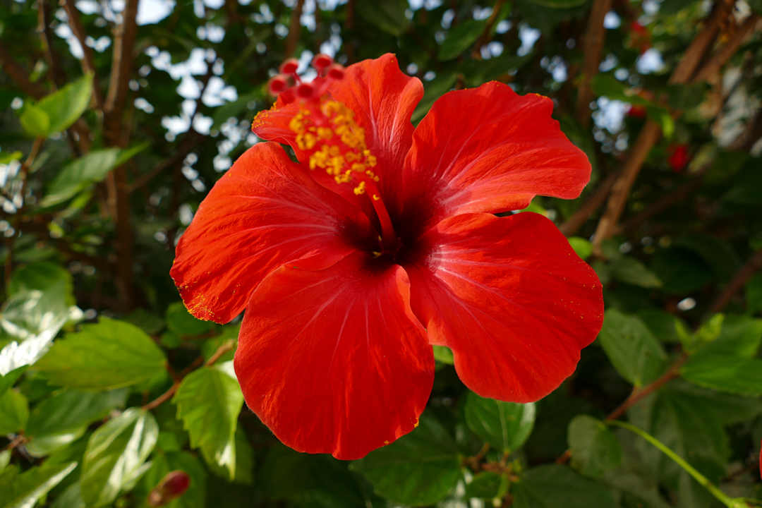 Gartenanlage Jardin Mariposa Retreat- und Seminarzentrum