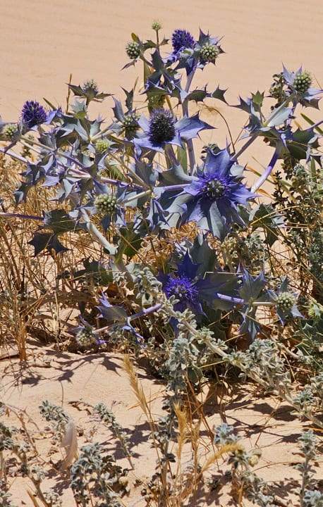 Gartenanlage AP Adriana Beach Resort