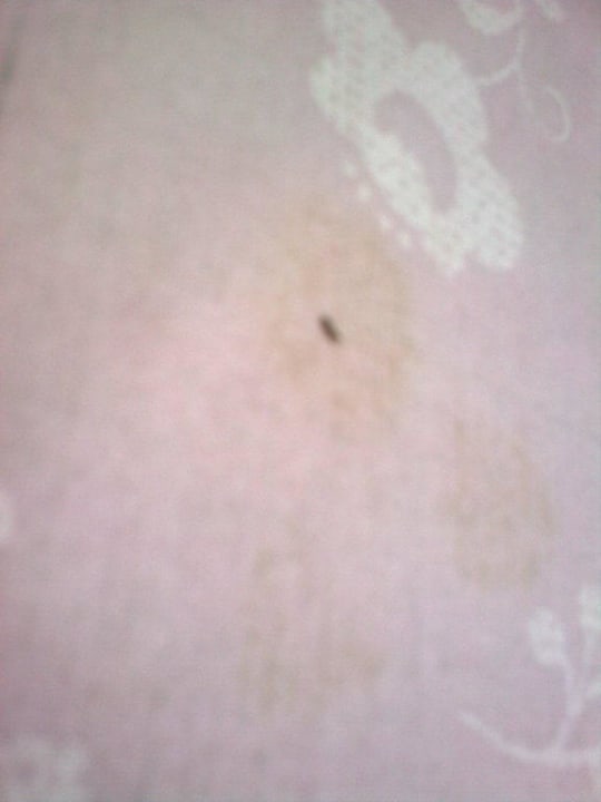 Andere Tischdecke vom Biergarten Hotel Schwabenwirt