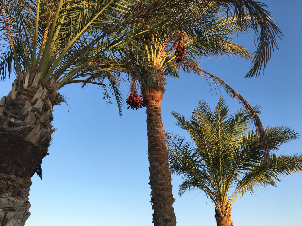 Gartenanlage Shams Prestige Abu Soma-Adults Only