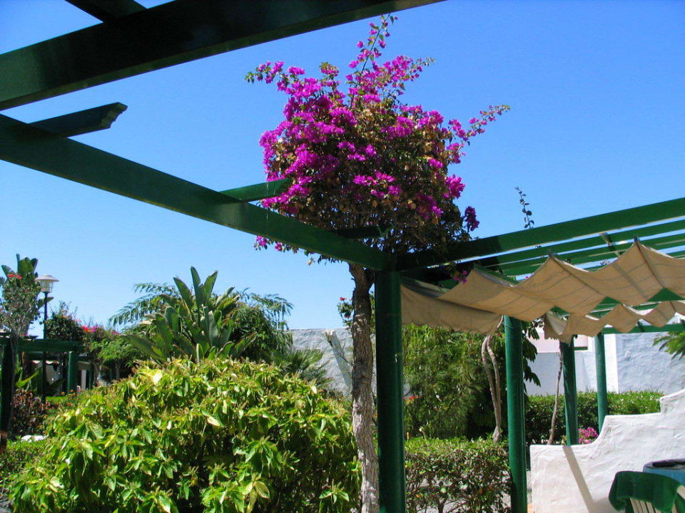 Terrassenbewuchs Bungalows Cordial Sandy Golf