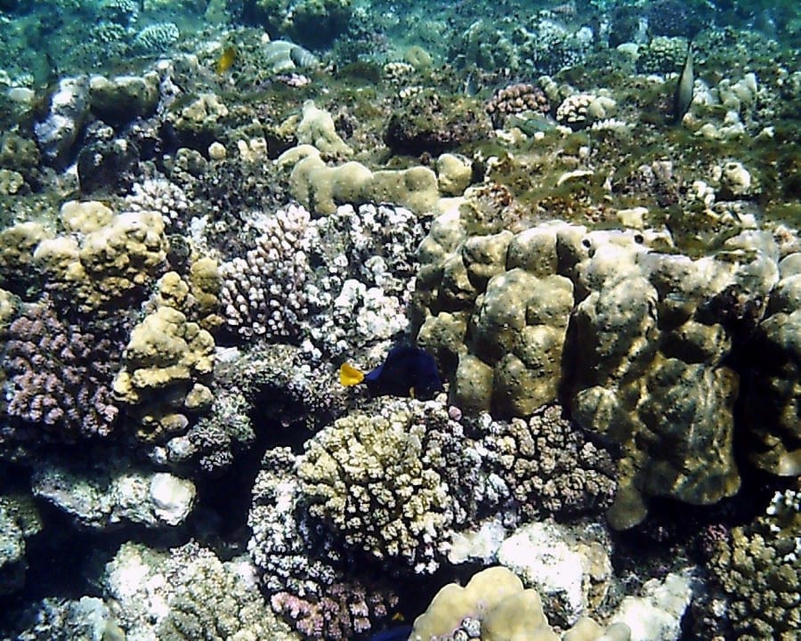 Das Riff Steigenberger Coraya Beach - Adults only