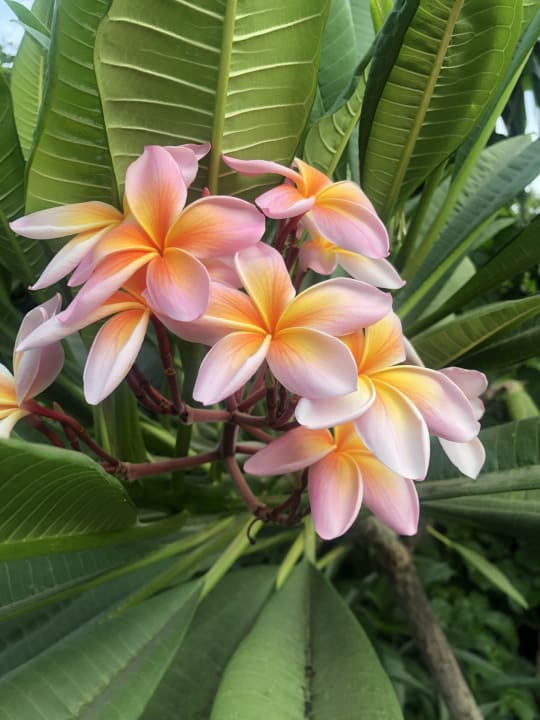 Gartenanlage Bio Finca - Las Tenerías