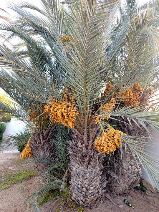 Außenansicht Monarque Dar Jerba Zahra