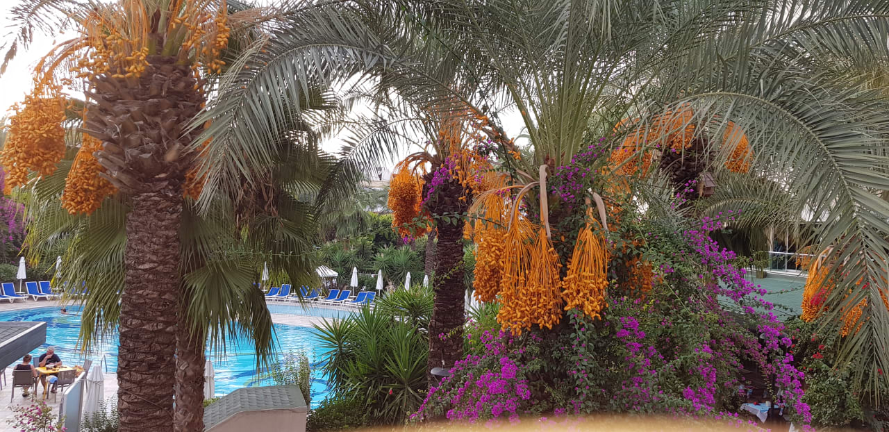 Außenansicht Calimera Hane Garden