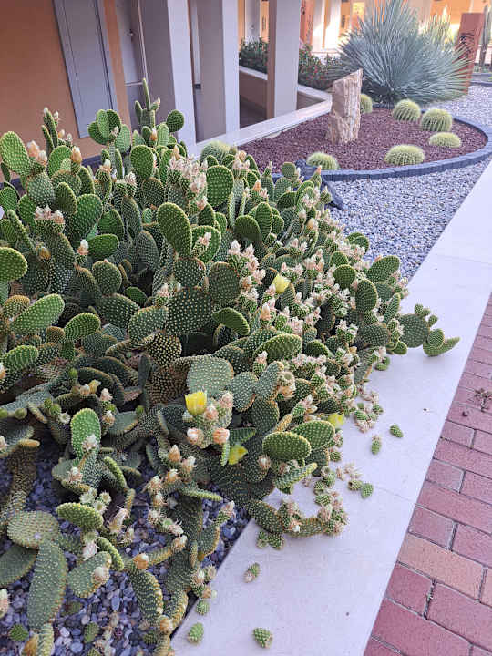 Gartenanlage Arum Barut Collection