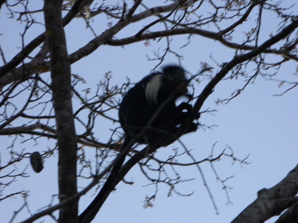 Schöner Affe Hotel Diani Sea Lodge