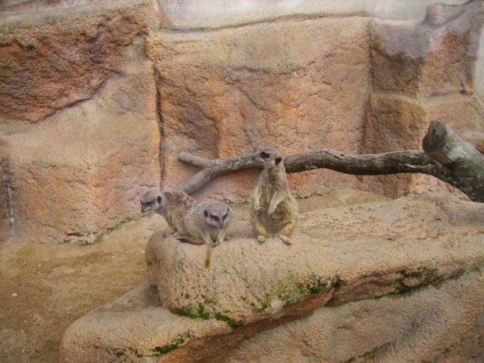 Suricates le zoo est à 2 pas Hotel Les Jardins De Beauval