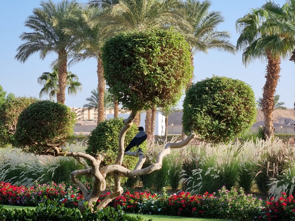 Gartenanlage JAZ Neo Saraya Palms