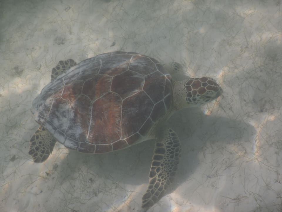 Strand Akumal Bay Beach & Wellness Resort