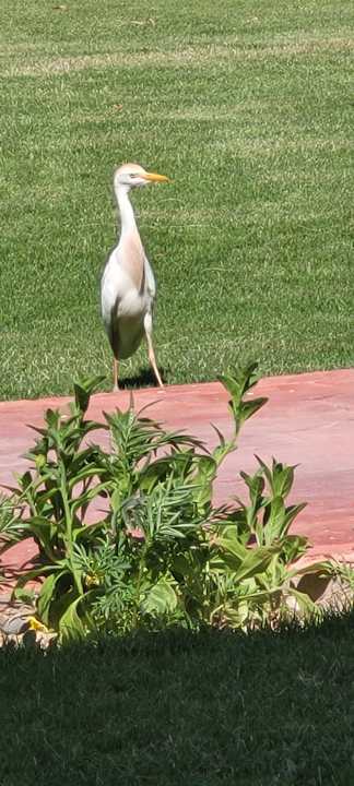 Gartenanlage Wadi Lahmy Azur Resort