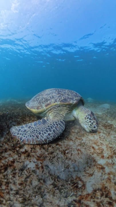 Strand Jaz Costa Mares (Adults Only)