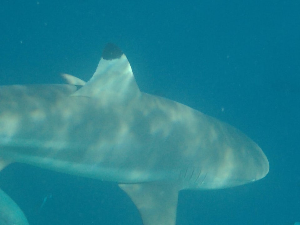 Schwarzspitzen Riffhai Kuramathi Maldives