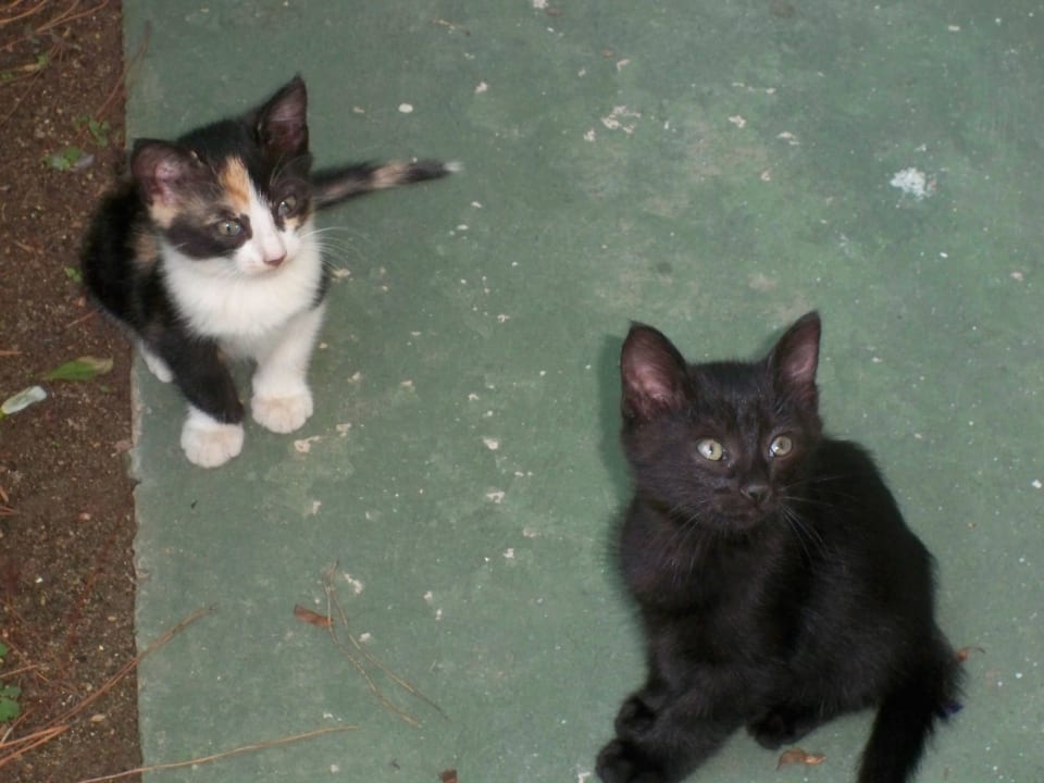 Katzenbabys Crystal Flora Beach Resort
