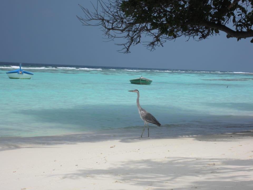 Schön Vilamendhoo Island Resort & Spa