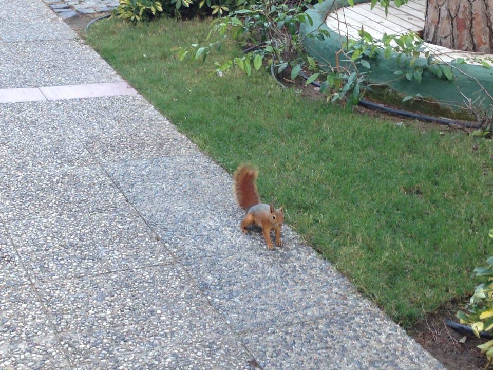 Smart Squirrel Voyage Belek Golf & Spa