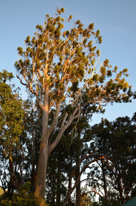 Draußen im Garten Whitfield Hall Hostel