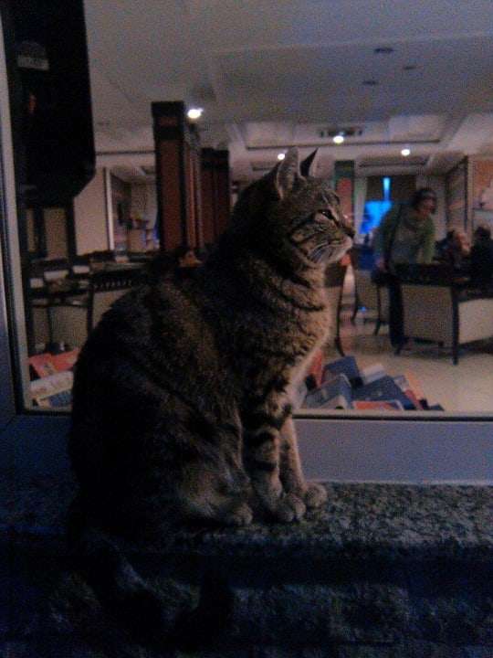 Katze Side Alegria Hotel & Spa - Adults only +16