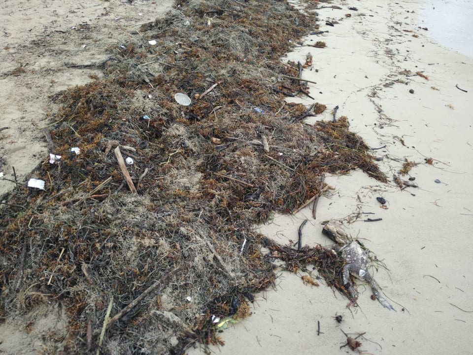 Abfall und mehr vom Meer Grand Paradise Playa Dorada