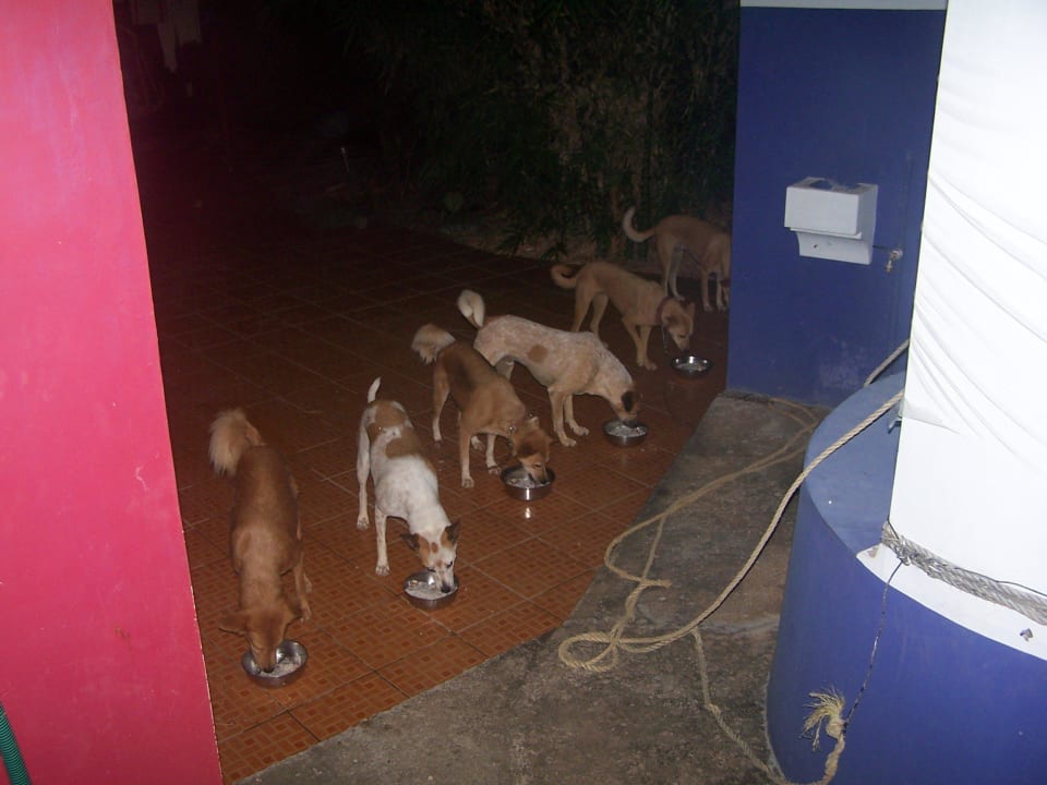 Wachhunde Füttern ELDC Dreamcatcher House