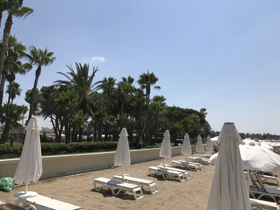 Strand Acanthus Cennet Barut Collection