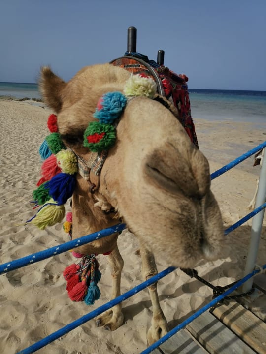 Strand Hotel Gorgonia Beach Resort