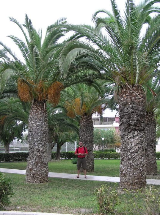 Przed hotelem Ialyssos Bay