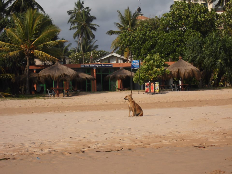 Restaurant am Strand Occidental Eden Beruwala, a member of Barcelo Hotel Group