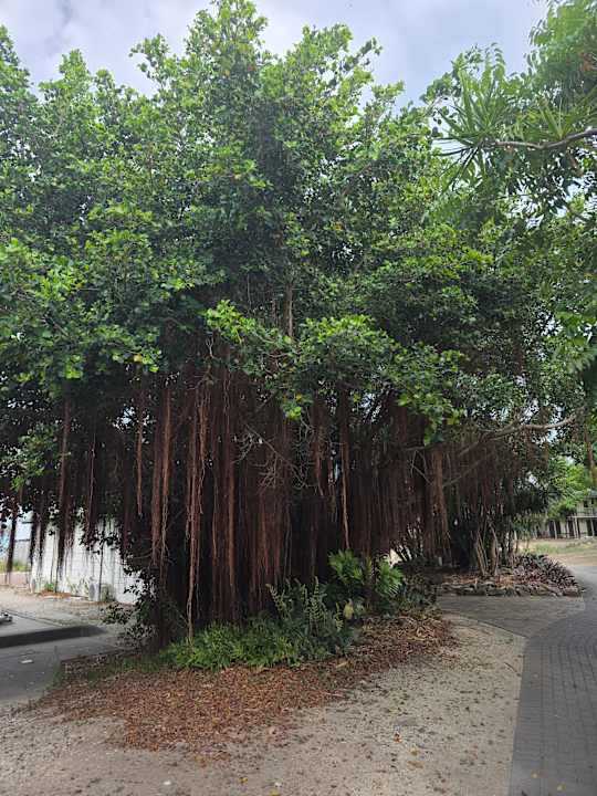 Gartenanlage Daydream Island Resort and Spa