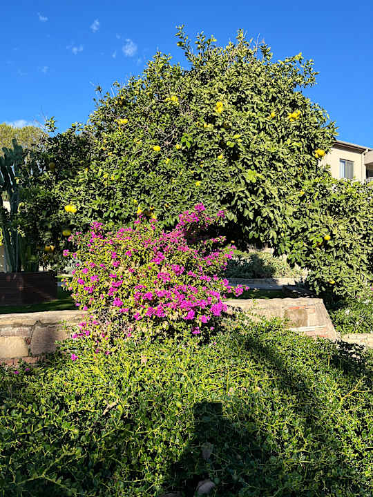 Gartenanlage Arum Barut Collection