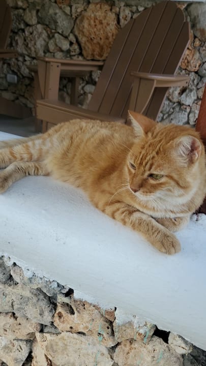 Sonstiges Hotel Viva Dominicus Beach by Wyndham - All Inclusive Resort