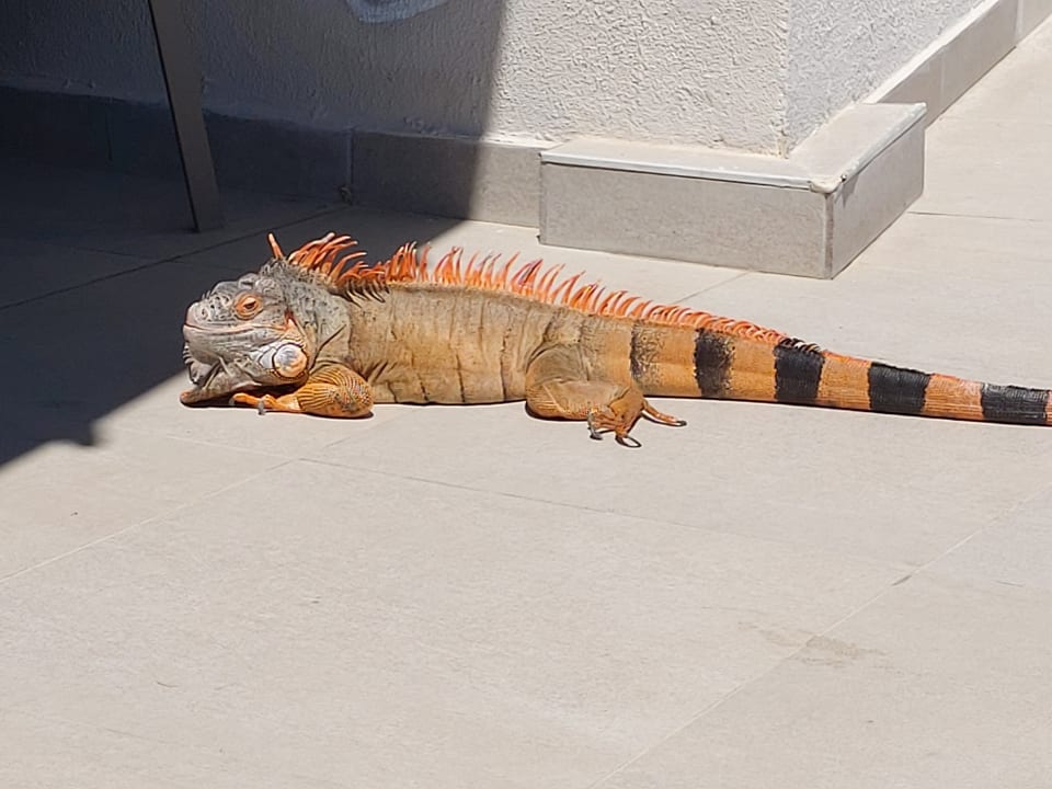 Sonstiges Belek Beach Resort Hotel