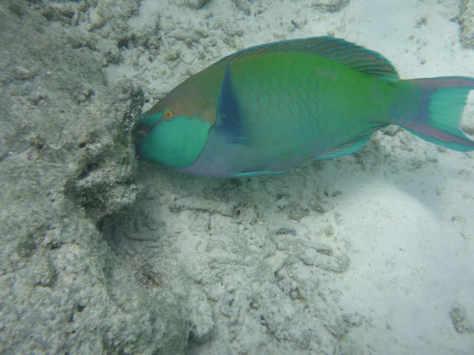 Beim Schnorcheln Adaaran Select Meedhupparu Island Resort - Premium All Inclusive