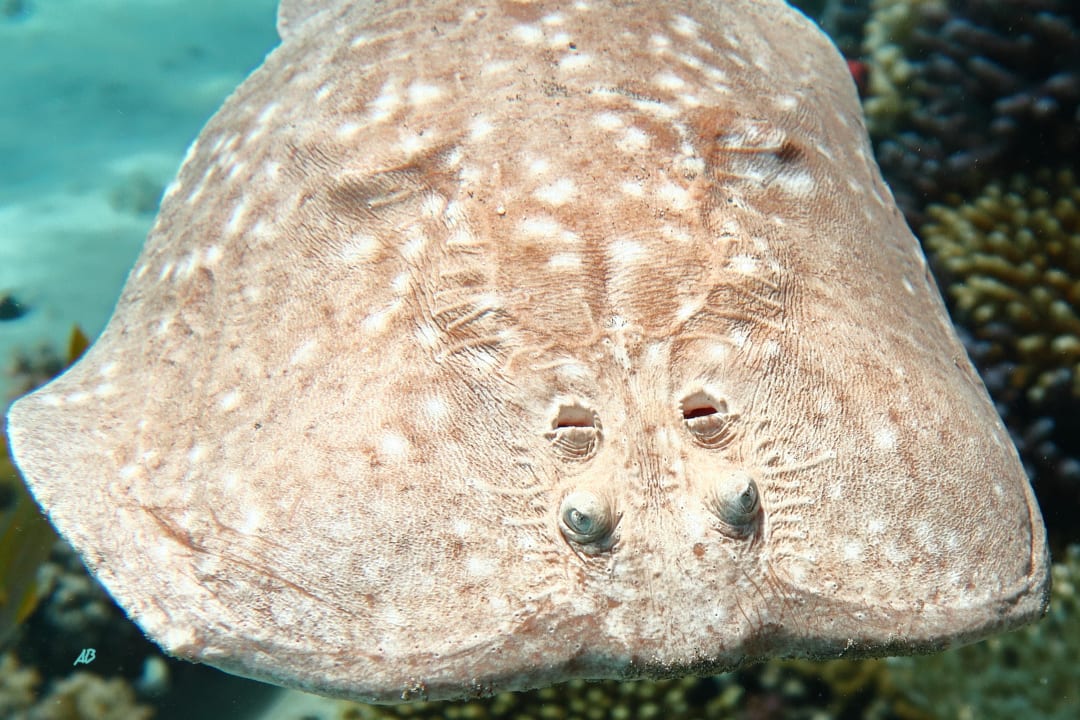 Sport & Freizeit Malikia Resort Abu Dabbab