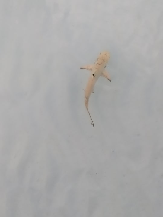 Strand Meeru Maldives Resort Island