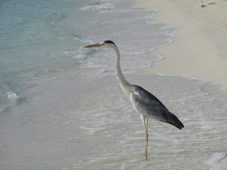 Tierwelt Summer Island Maldives