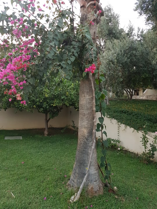 Gartenanlage Arum Barut Collection