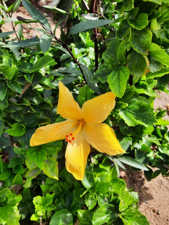 Gartenanlage Shams Safaga Resort