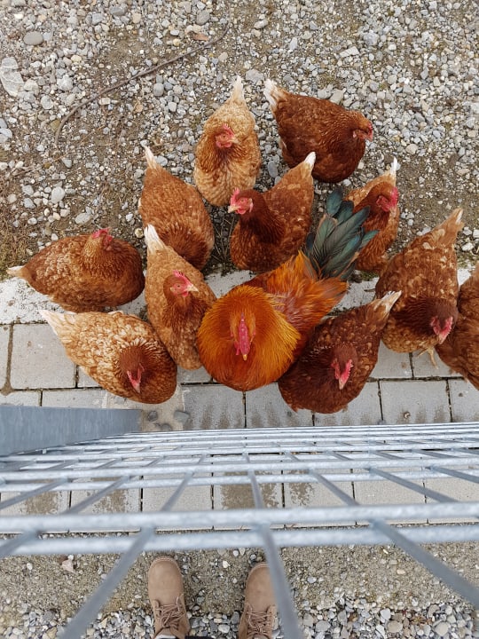 Außenansicht Hotel Hofgut Tiergarten