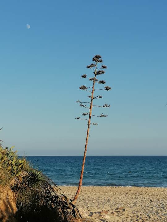 Strand One Resort Premium Hammamet